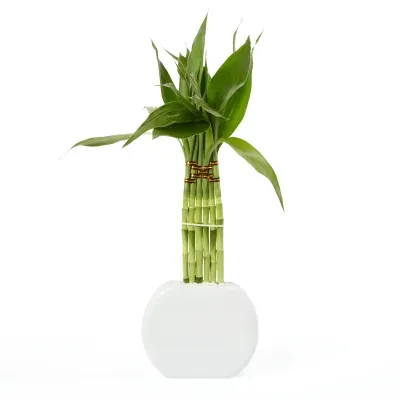 Dracena Lua Planta Natural Timlog